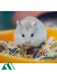 Con Hamster Lông Vàng Cuối Cùng Của Vũ Trụ